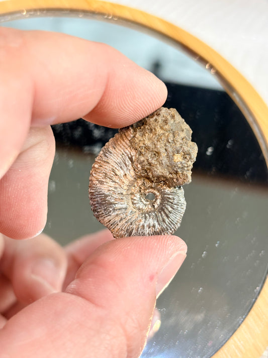 AMOP2 - Ammonite pyritisée