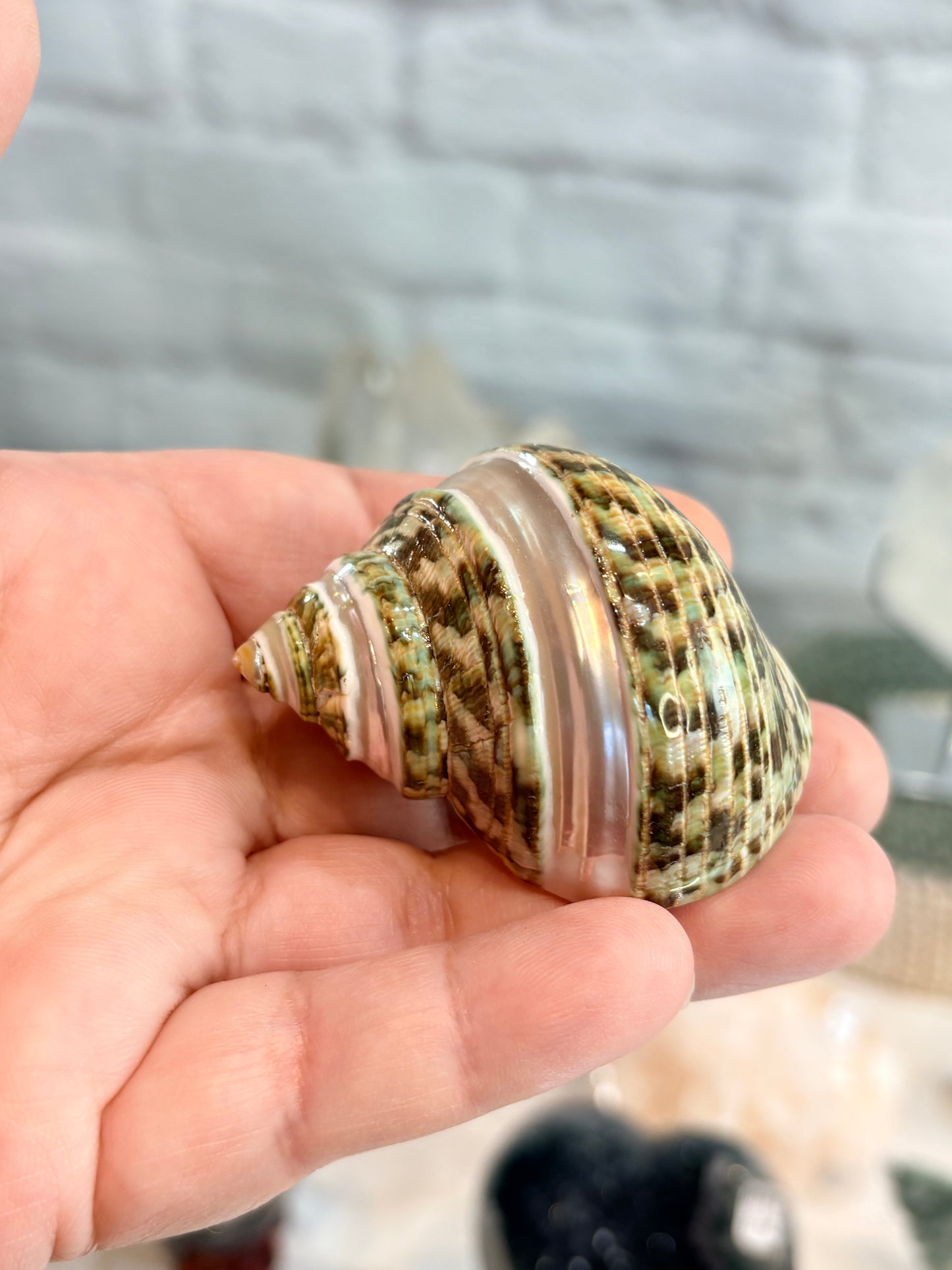 CQL1 coquillage des Philippines