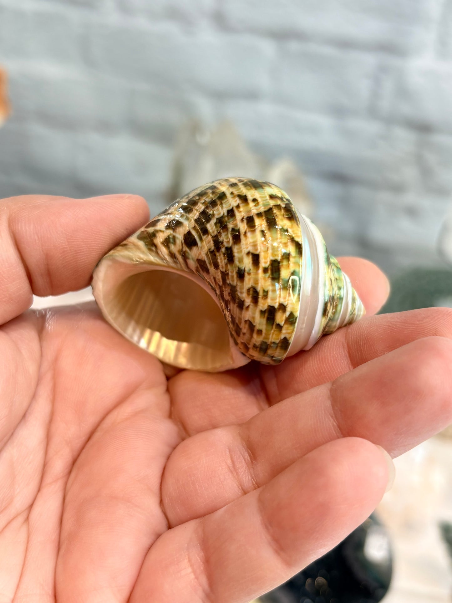 CQL1 coquillage des Philippines