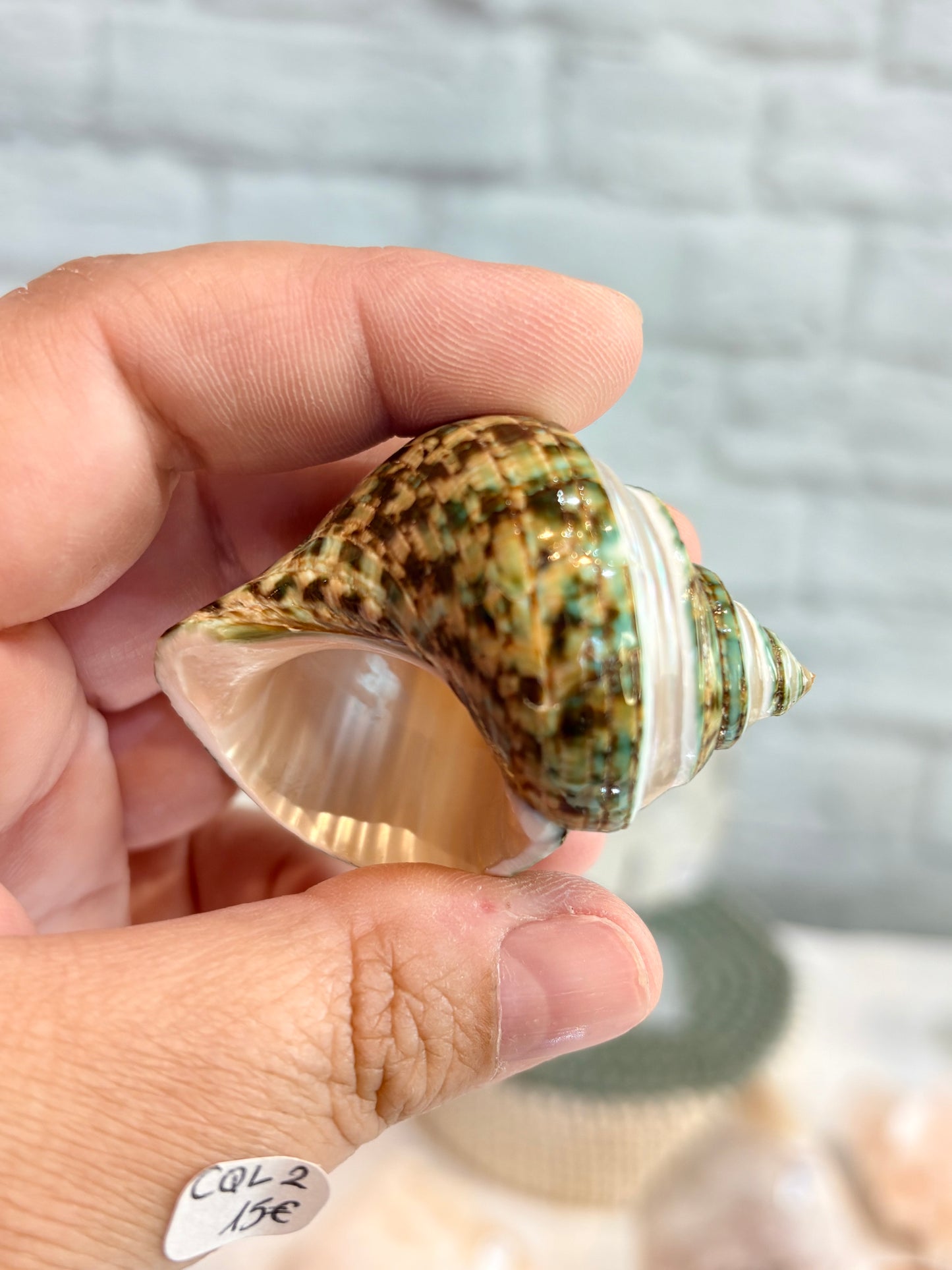 CQL2 Coquillage des Philippines