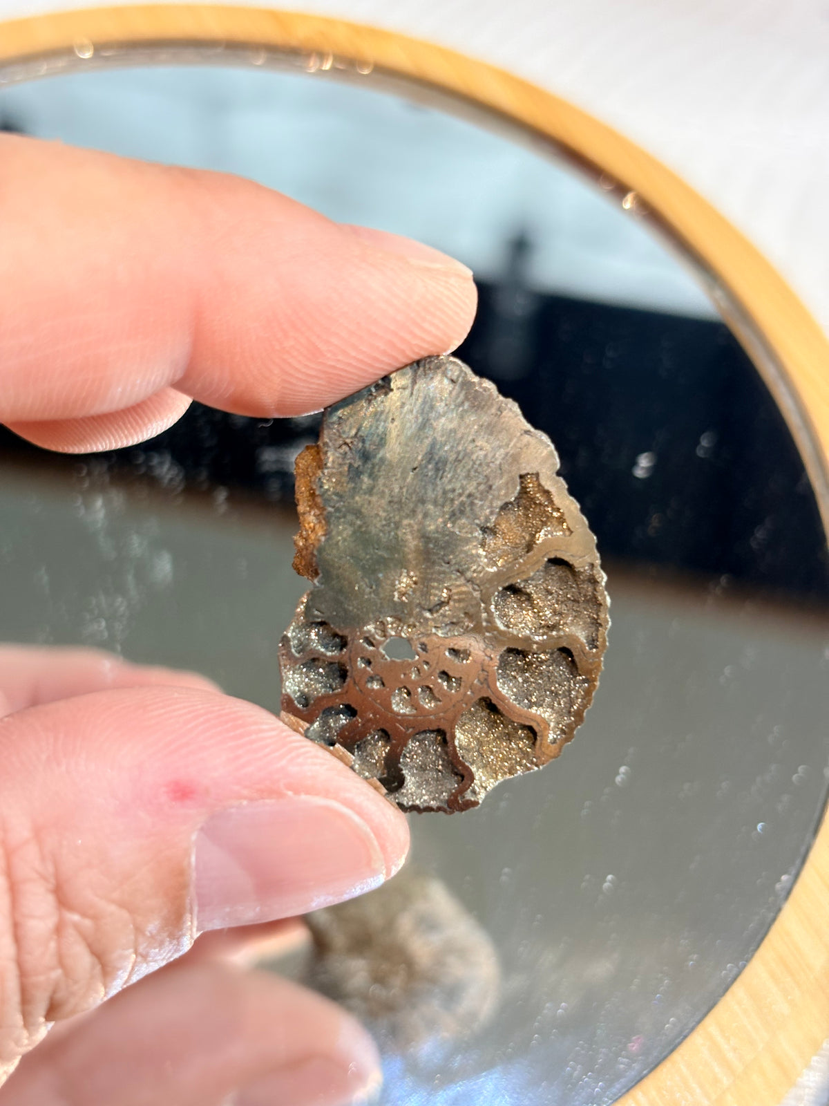 AMOP2 - Ammonite pyritisée