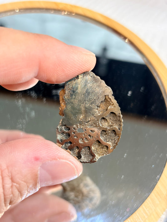 AMOP2 - Ammonite pyritisée