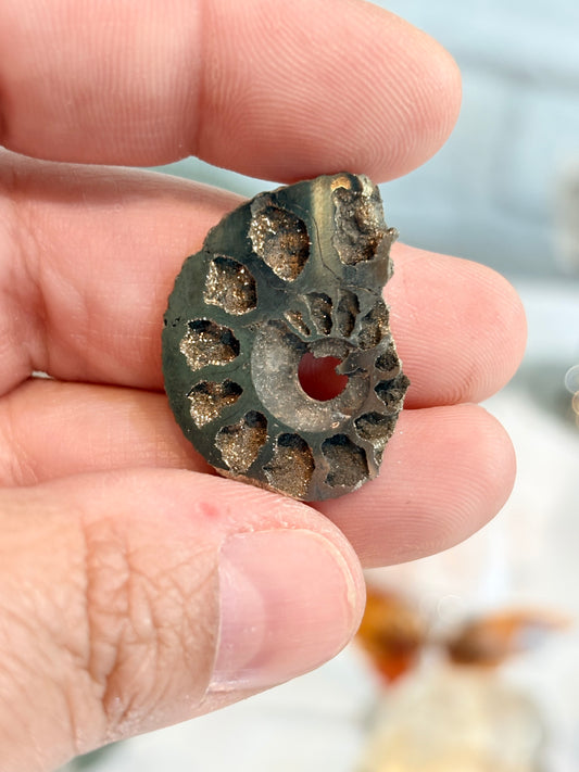 AMOP3 - Ammonite pyritisée
