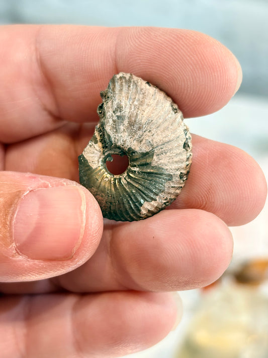 AMOP3 - Ammonite pyritisée