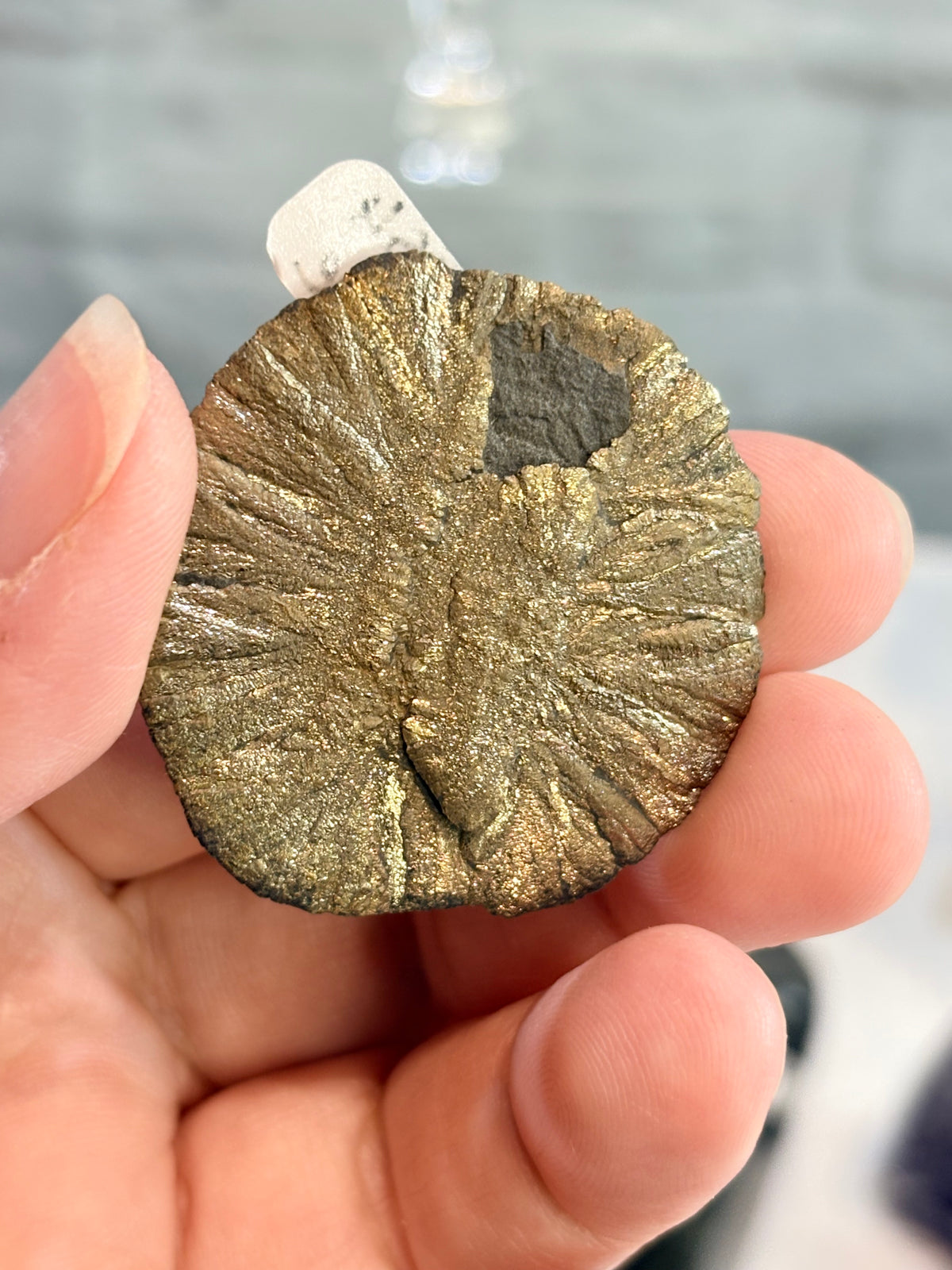 PS4 - Pyrite sun