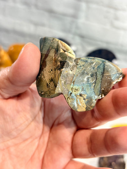 PBF1 - Papillon en bois fossilisé