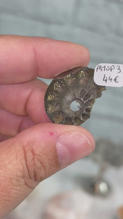AMOP3 - Ammonite pyritisée