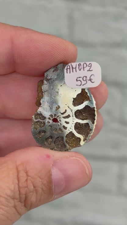 AMOP2 - Ammonite pyritisée