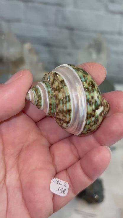 CQL2 Coquillage des Philippines